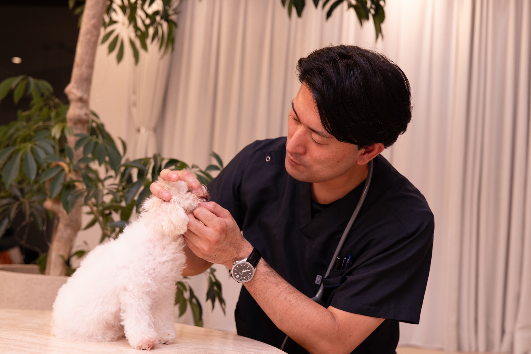 Tailor Vet Care